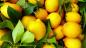 Mobile Preview: Zitronen aus Sizilien
